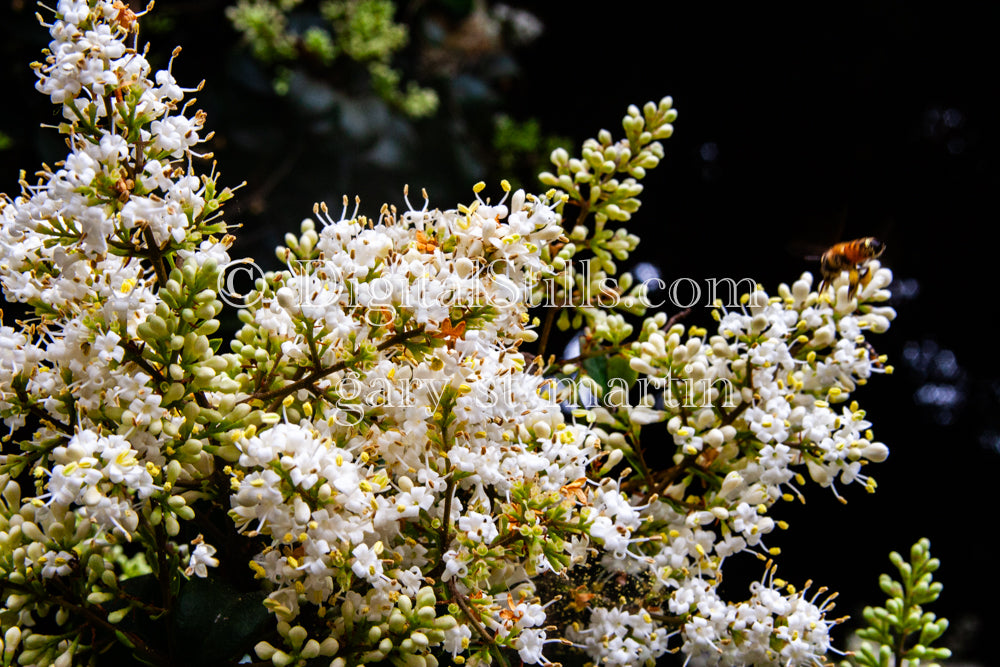 Chinese Privet, Digital, Scenery, Flowers