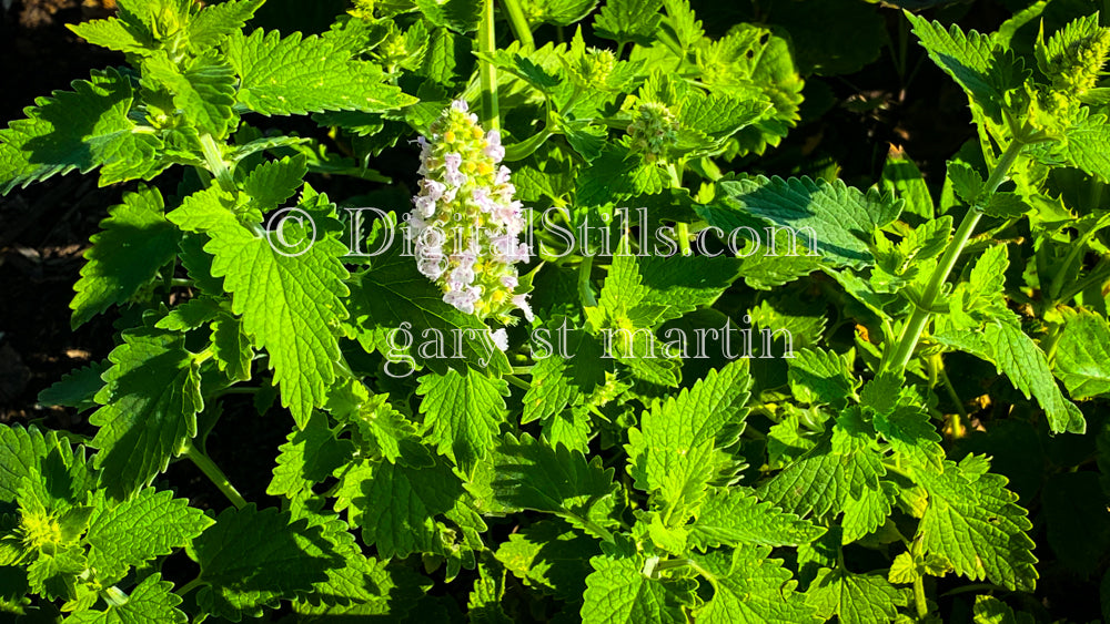 Catnip V2, Digital, Scenery, Flowers