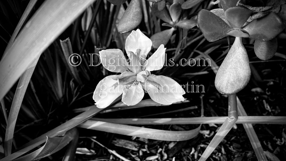 Fortnight Lilly, B&W V2, Digital, Scenery, Flowers