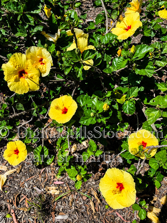 Yellow Hibiscus Digital, Scenery, Flowers