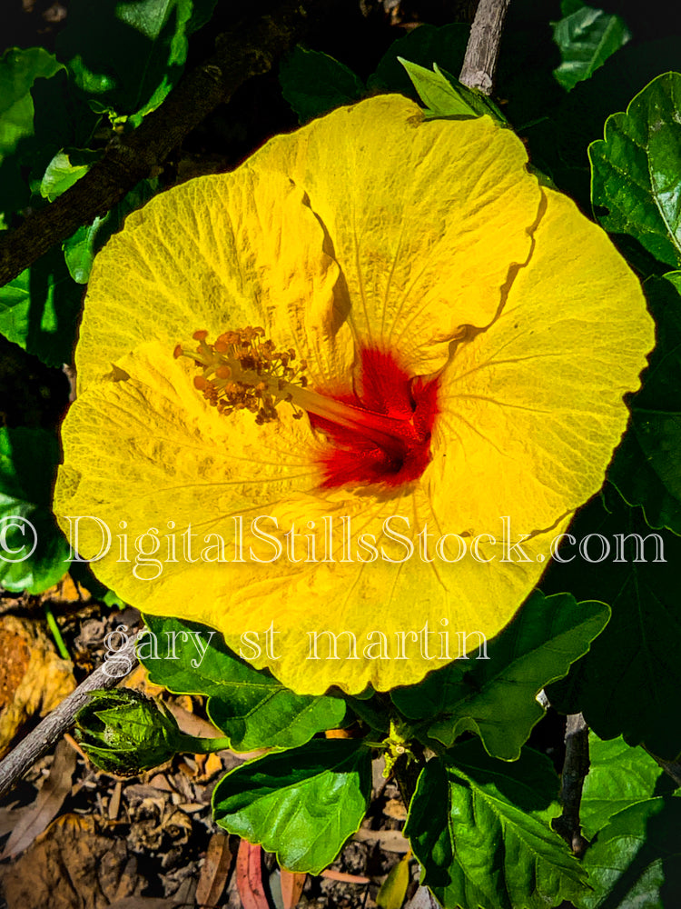 Yellow Hibiscus Up Close, Digital, Scenery, Flowers