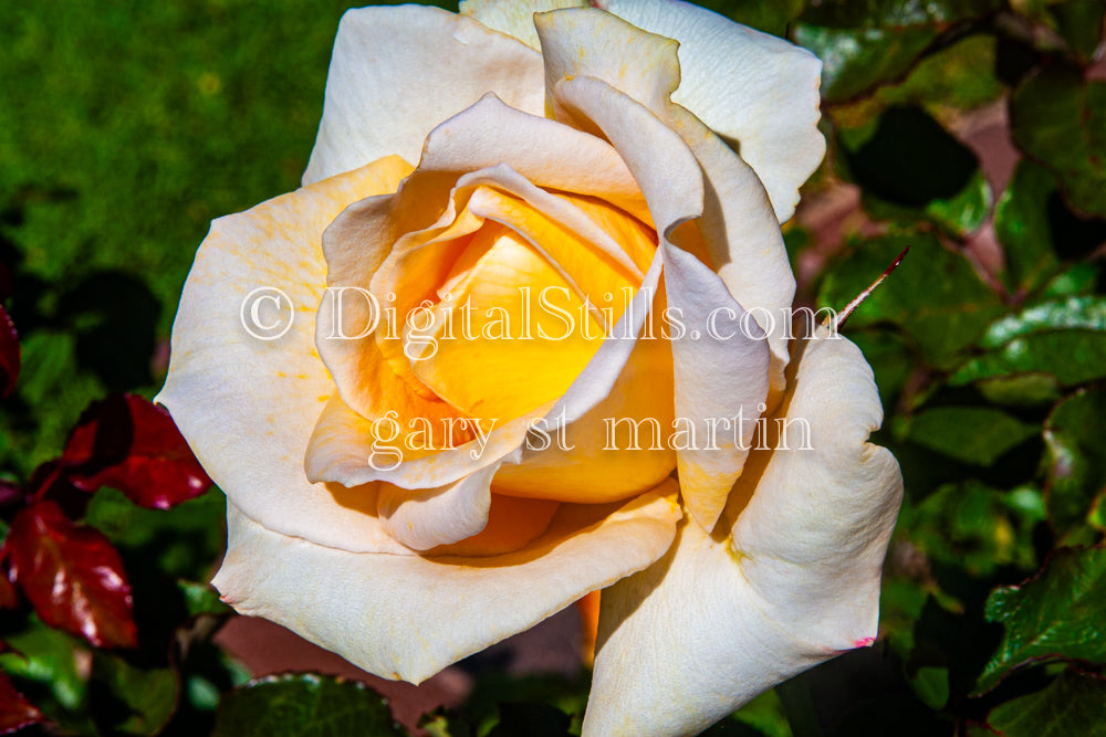White & Yellow Garden Rose, Digital, Scenery, Flowers