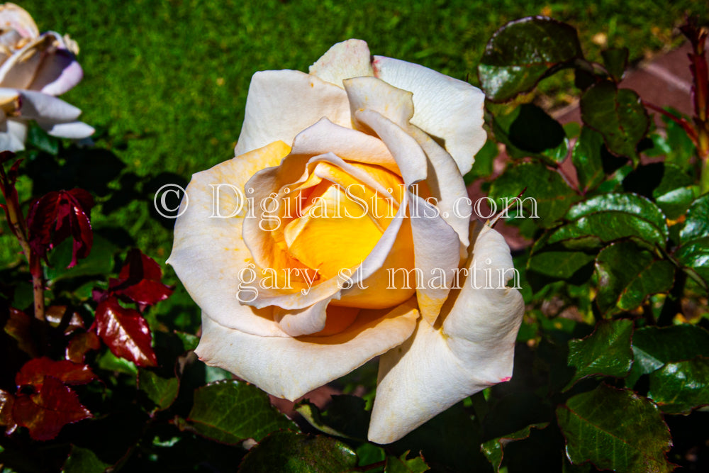 White and Yellow Garden Rose Wide View, Digital, Scenery, Flowers