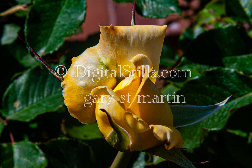 Yellow Garden Rose Bud, Digital, Scenery, Flowers