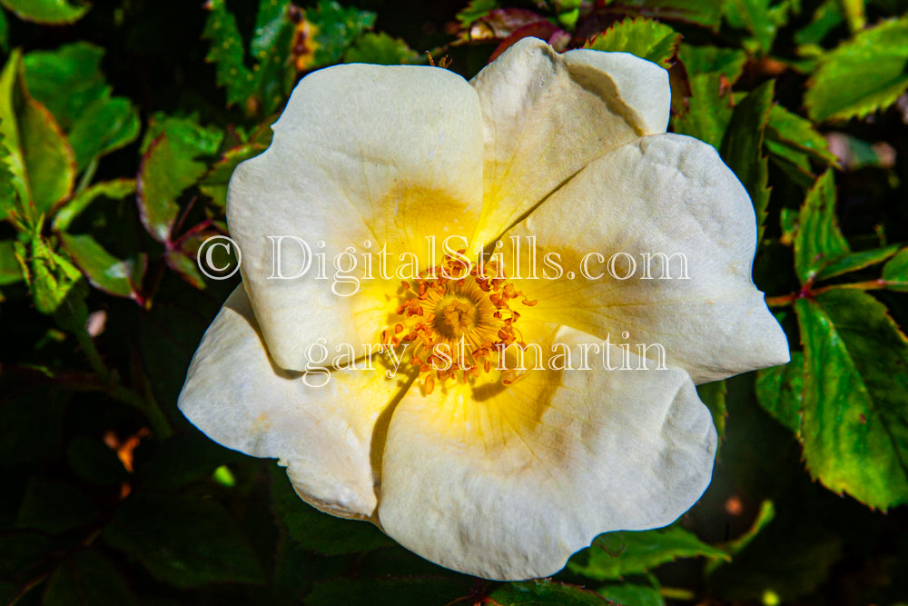 Burnet Rose, Digital, Scenery, Flowers