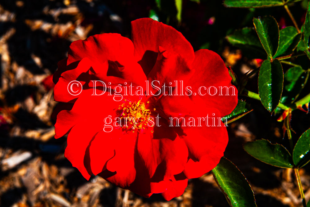 Red Hibiscus Close Up, Digital, Scenery, Flowers