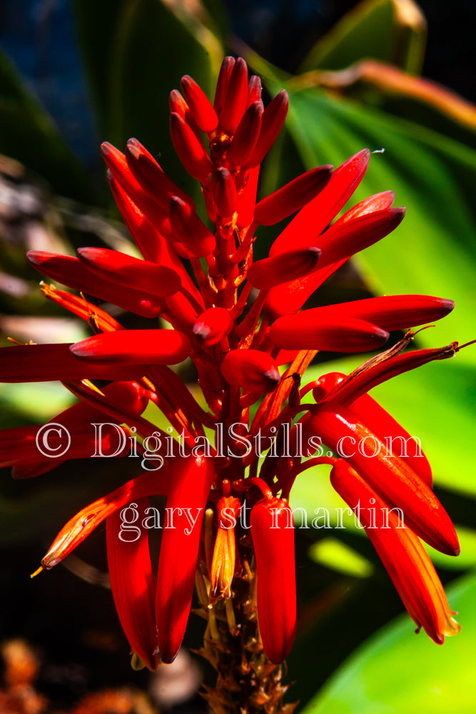 Aloe Vera Flower Stalk, Scenery, Desert