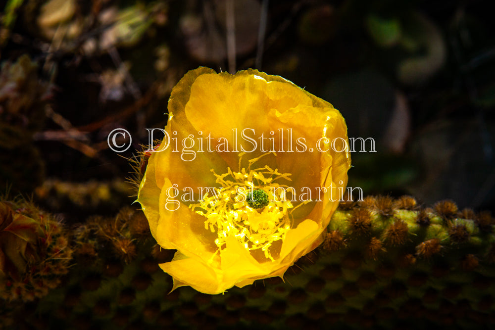 Prickly Pear Yellow Flower, Scenery, Desert