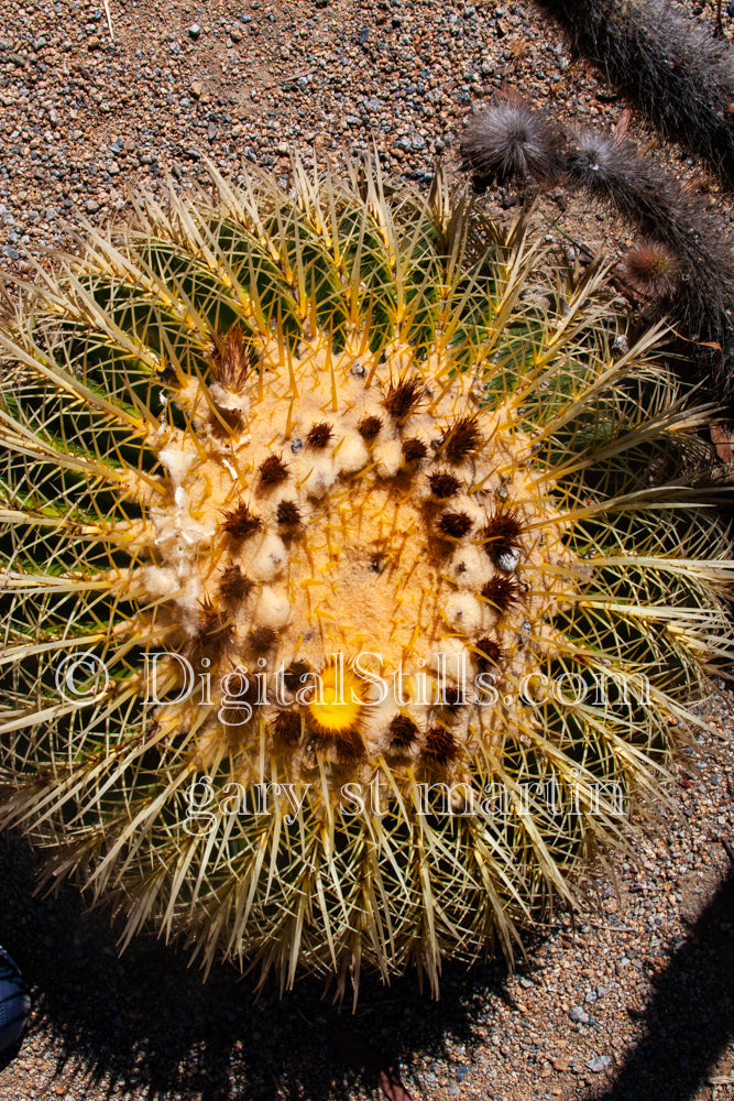 Golden Barrel Cactus with Buds, Scenery, Desert