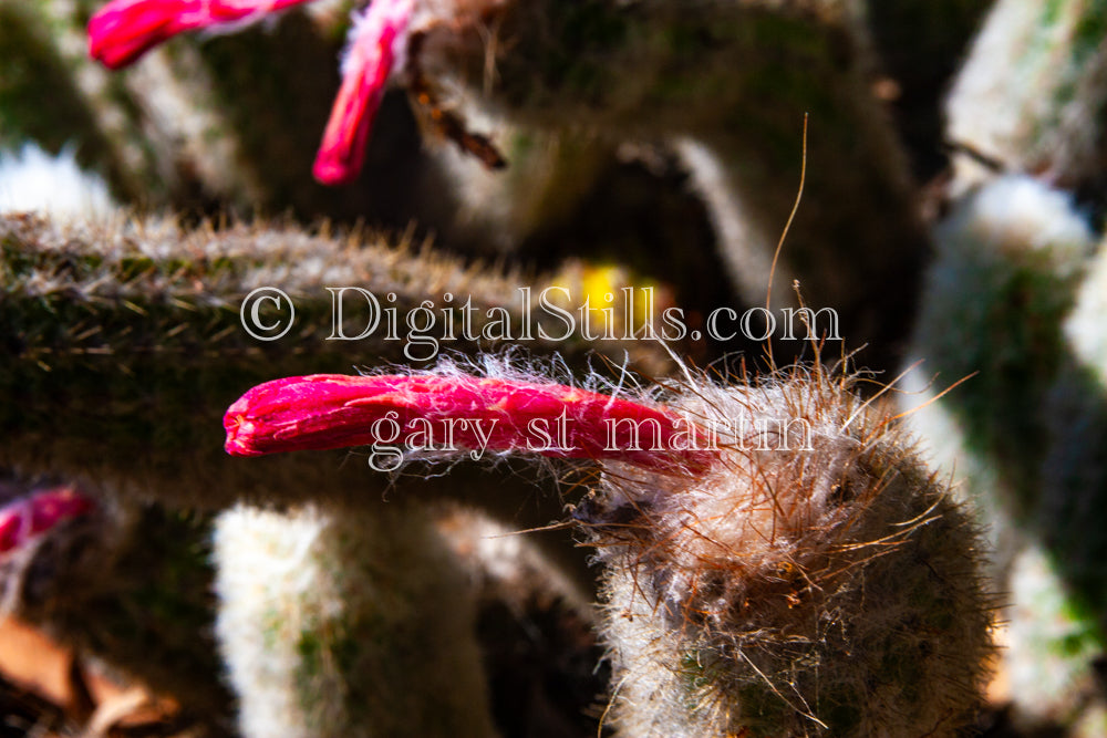 Dahlia Hedgehog Cactus with pink blossom, Scenery, Desert