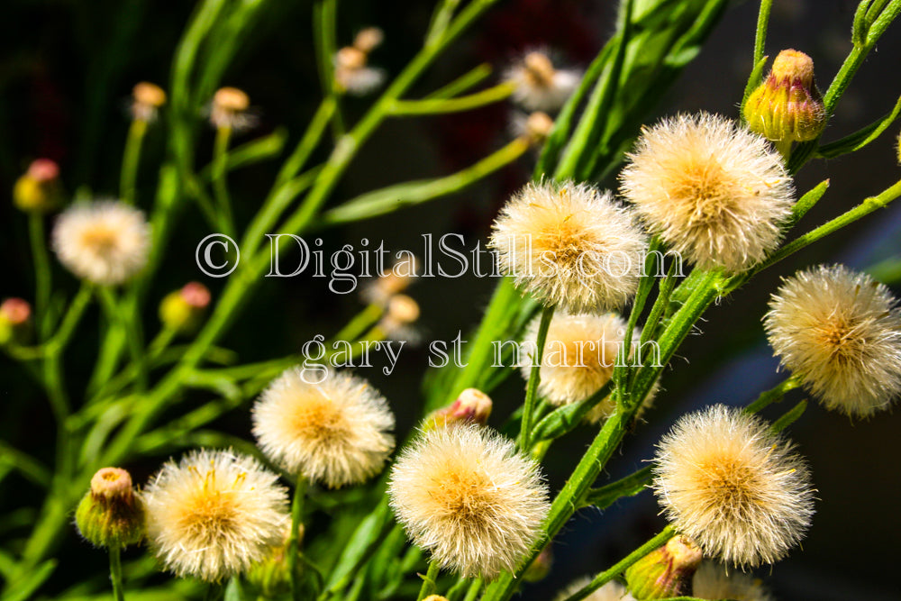Dandelion Bunch, Digital, Scenery, Flowers