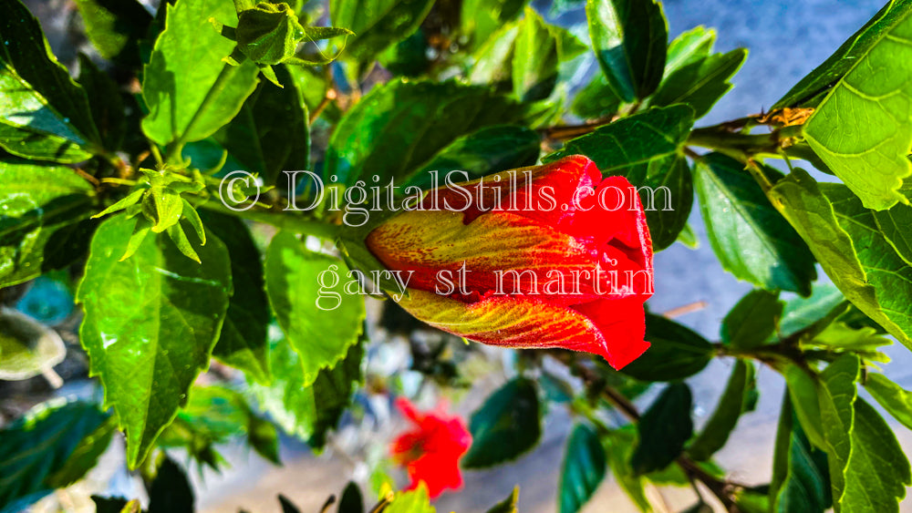 Red Hibiscus Flower, Digital, Scenery, Flowers