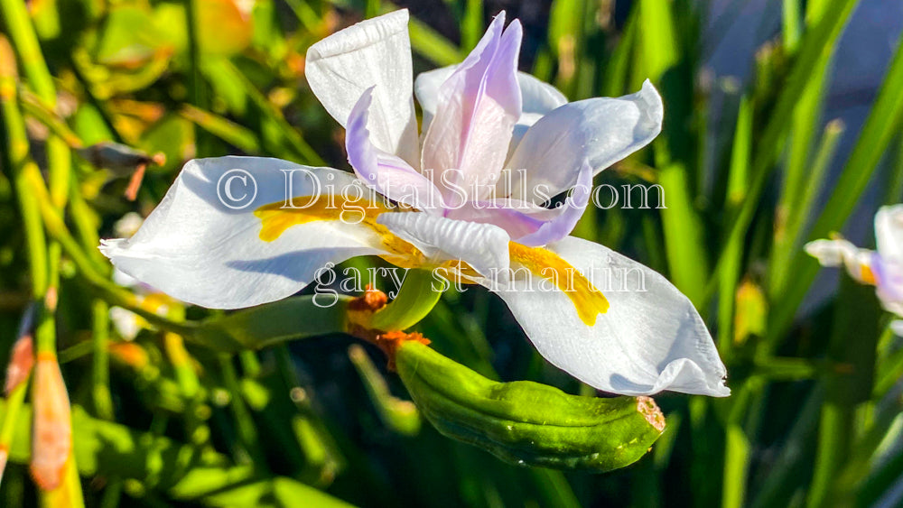 Fortnight Lily V3, Digital, Scenery, Flowers