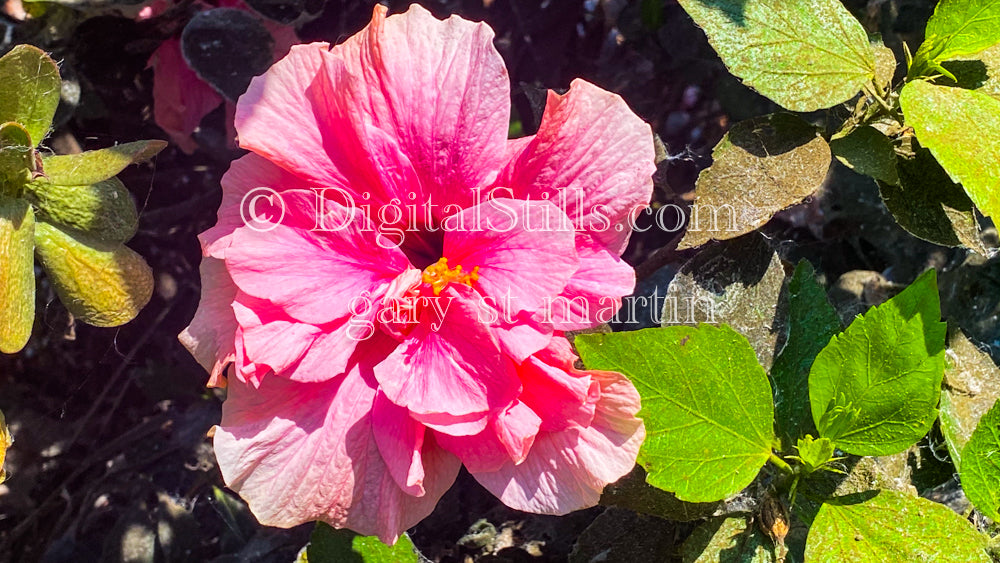 Pink Hibiscus Flower, Digital, Scenery, Flowers