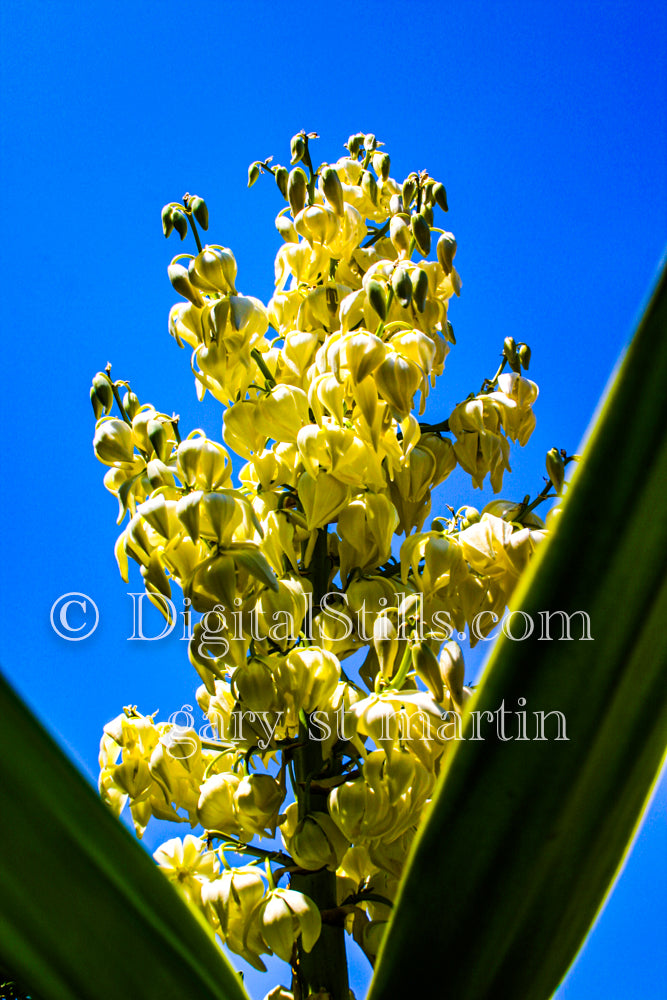 Yucca Gloriosa AKA Spanish Dagger, Digital, Scenery, Flowers