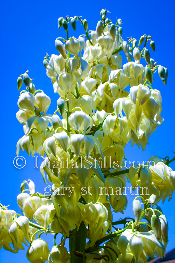 Yucca Gloriosa AKA Spanish Dagger V2 Digital, Scenery, Flowers