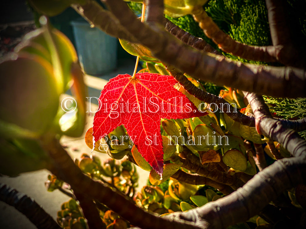 Fall, American Sweetgum, Digital, Scenery, Flowers