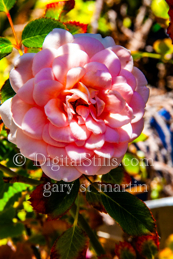 Pink Japanese Camellia, Digital, Scenery, Flowers