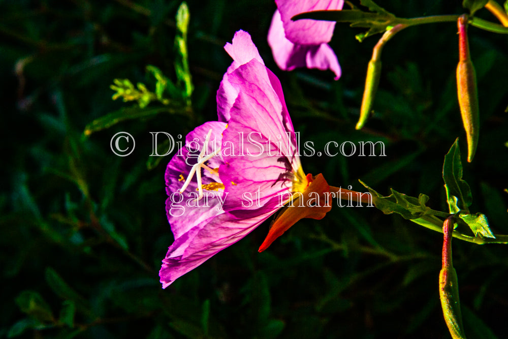 Pink Evening Primrose Vertical View, Digital, Scenery, Flowers