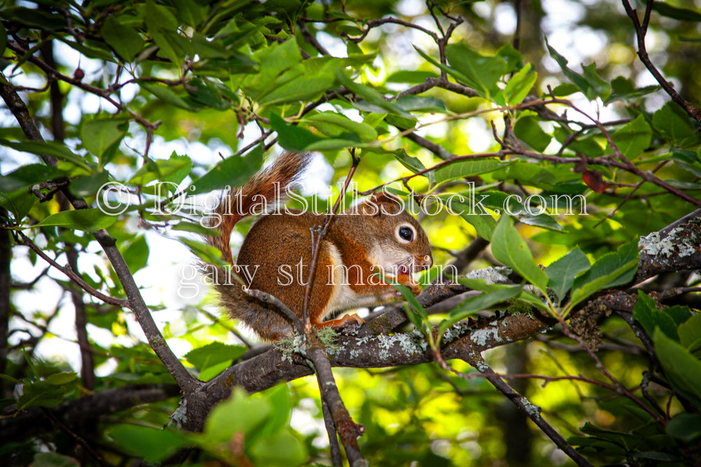 Closeup of a Squirrel in a Tree, digital Grand Marais