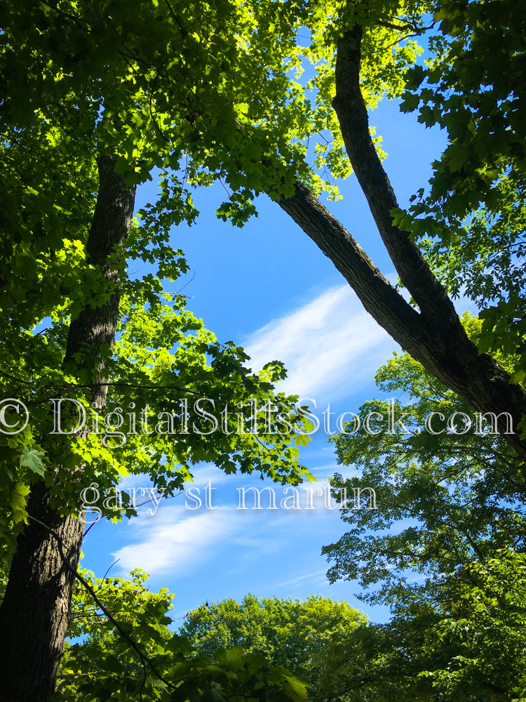 Closeup of tree branches covering the sky, digital Grand Marais