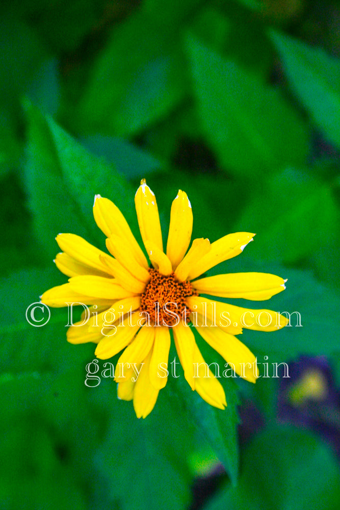 Closeup of a False Sunflower, digital Grand Marais Area
