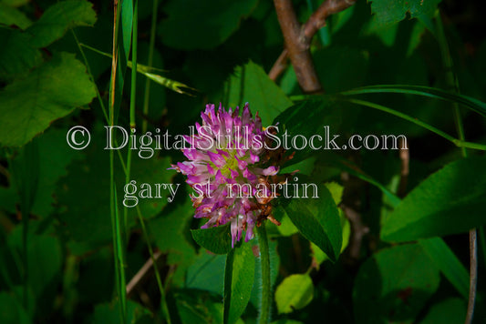 Red Clover Digital, Scenery, Flowers
