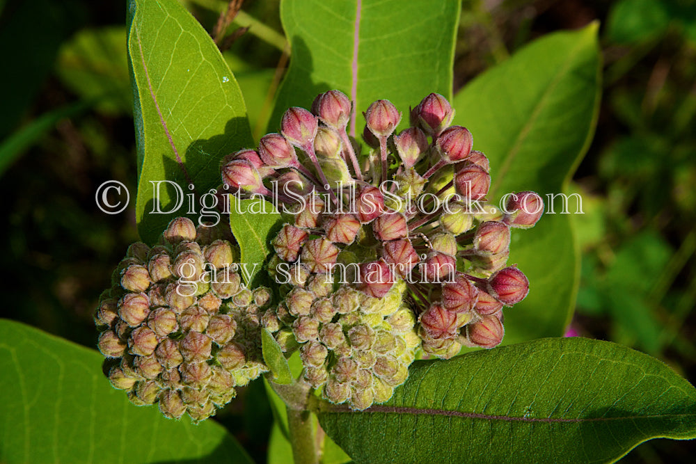 Milkweed Close Up, Digital, Scenery, Flowers