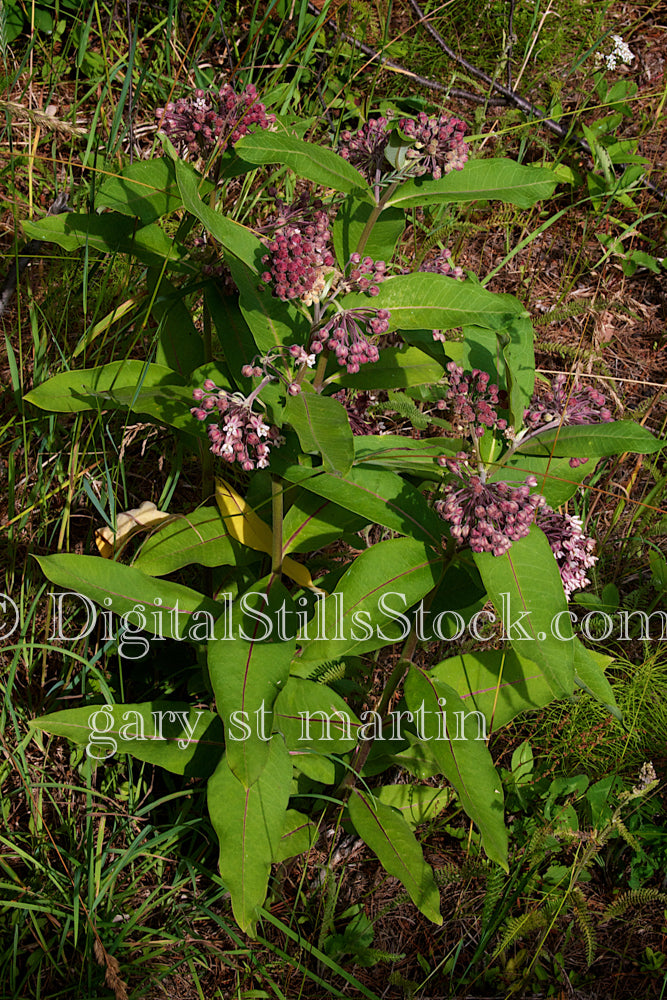 Common Milkweed, Digital, Scenery, Flowers