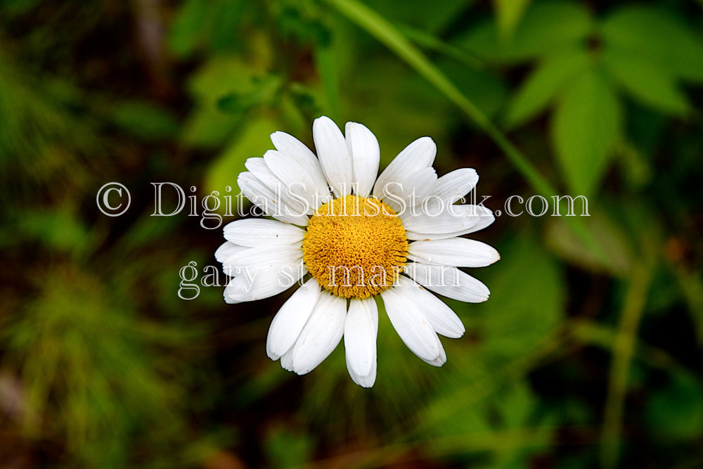 Daisy, Digital, Scenery, Flowers