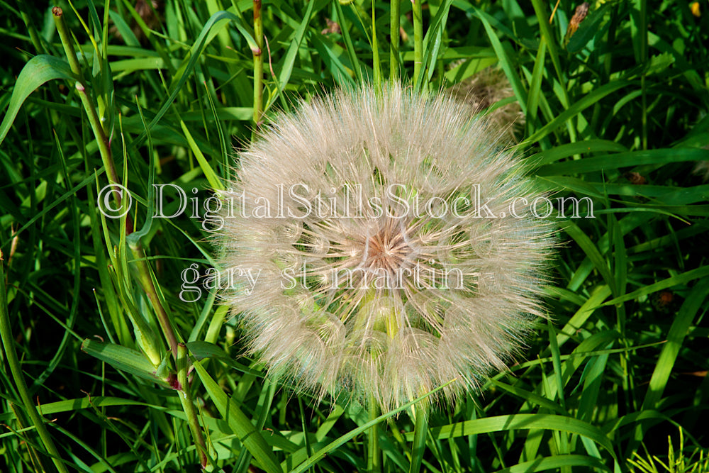 Dandelion V2, Digital, Scenery, Flowers