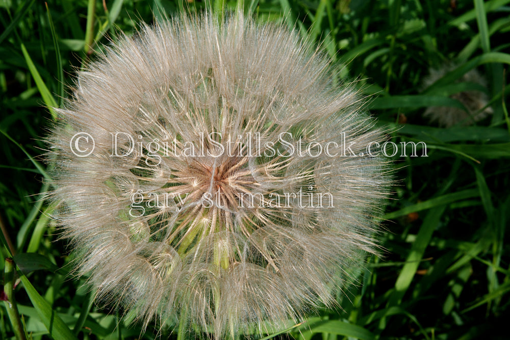 Yellow Salsify seeding, Scenery, Flowers