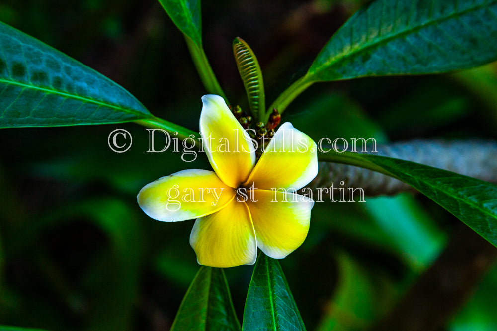 Plumeria Alba Between Leaves, Digital, Scenery, Flowers