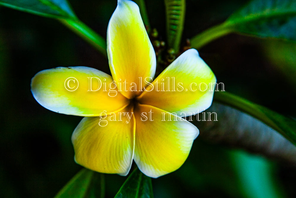 Plumeria Alba Close Up V4, Digital, Scenery, Flowers