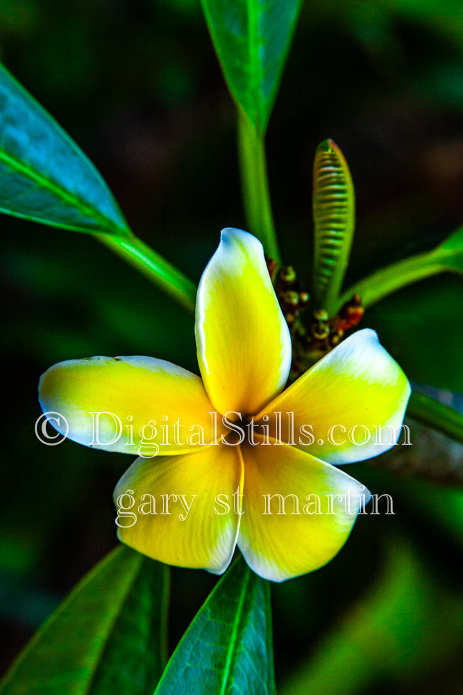 Plumeria Alba Close Up V5, Digital, Scenery, Flowers