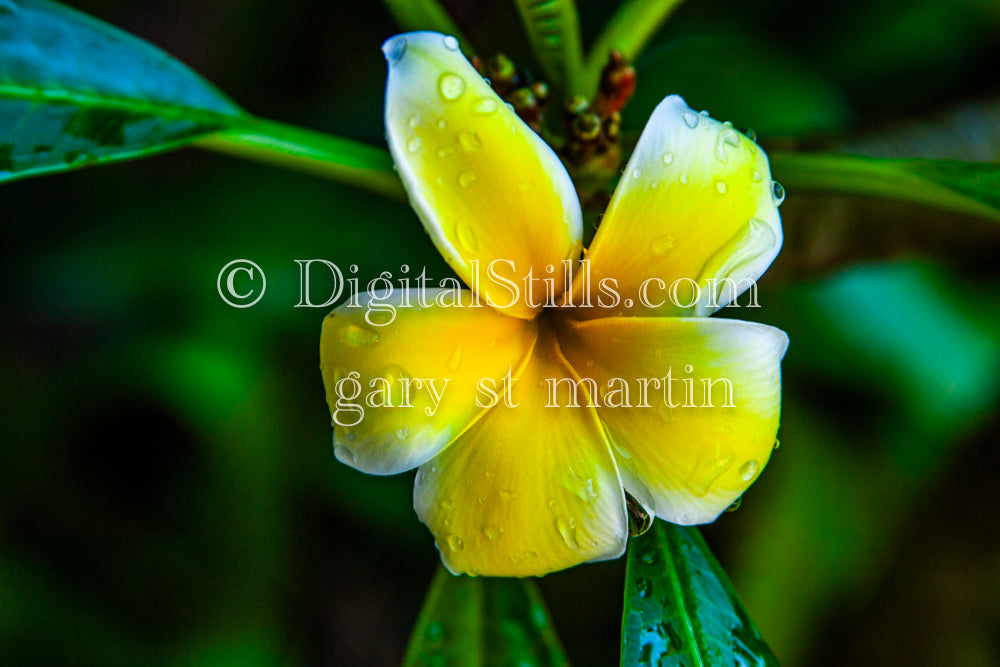 Plumeria Alba with Water Droplets, Digital, Scenery, Flowers