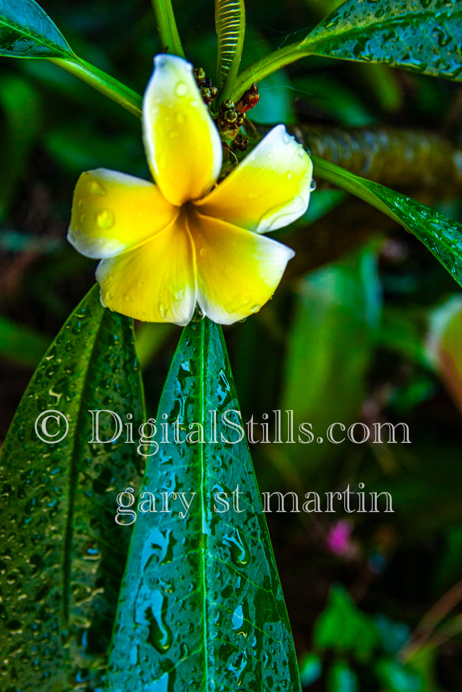 Plumeria Alba with Water Droplets V2, Digital, Scenery, Flowers