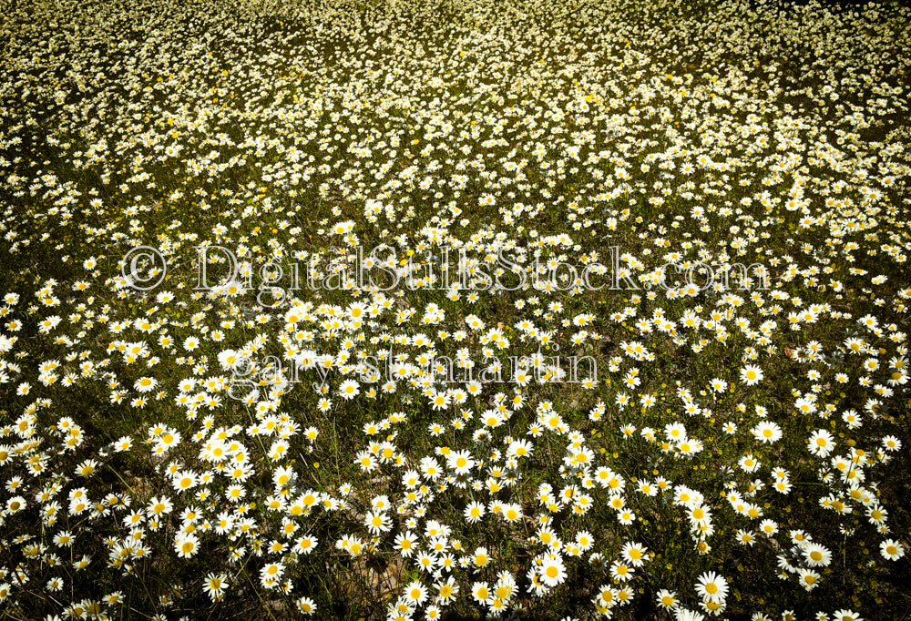 Endless field of daisies, digital Grand Marais
