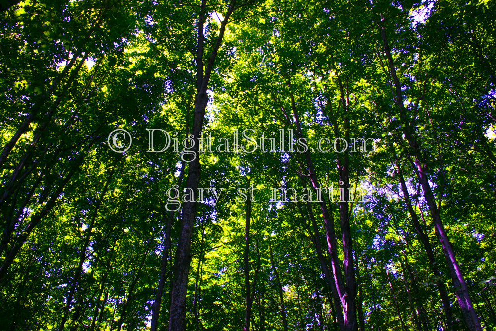 Looking up at a thick forest of trees, digital Grand Marais
