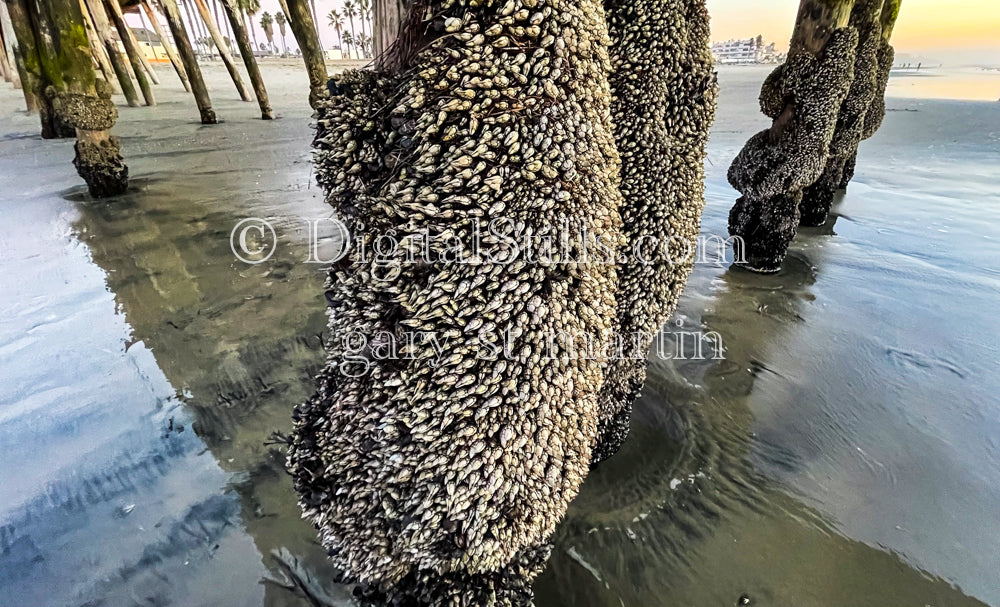 Barnacles Up Close - Imperial Beach Pier, digital Imperial Beach Pier