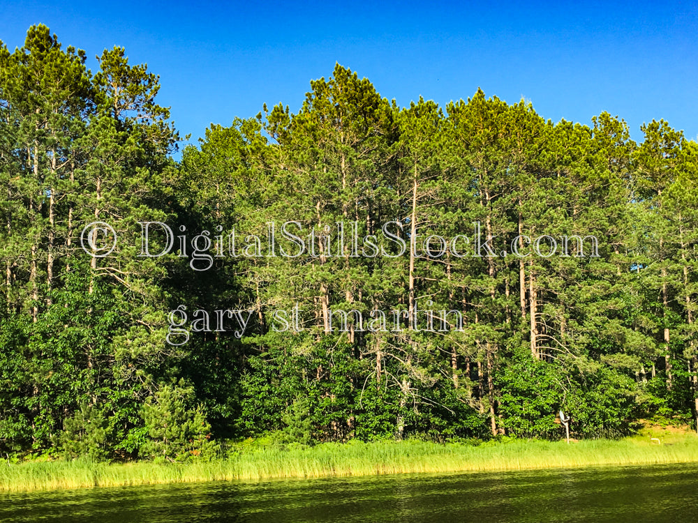 View of the Pine Trees at Lost Lake, digital Munising
