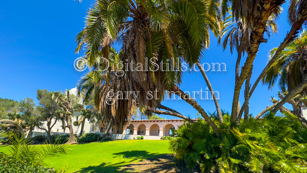 A bunch of palm trees sprouting in front of the Junipero Serra Museum, digital Junipero Serra