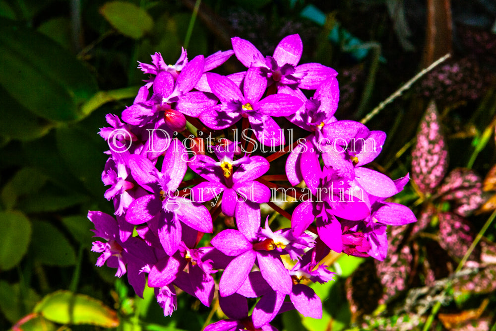 Epidendrum Secundum Flowers, Digital, Scenery, Flowers