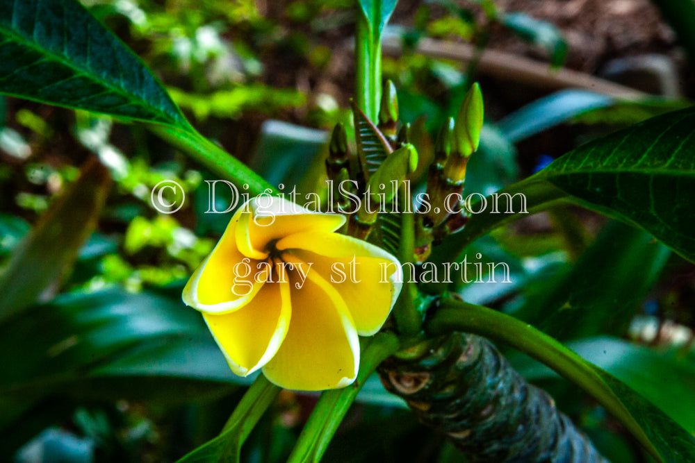 Plumeria Alba Opening V3, Digital, Scenery, Flowers
