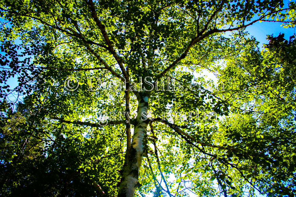 Looking up at a Silver Birch tree, digital Grand Marais