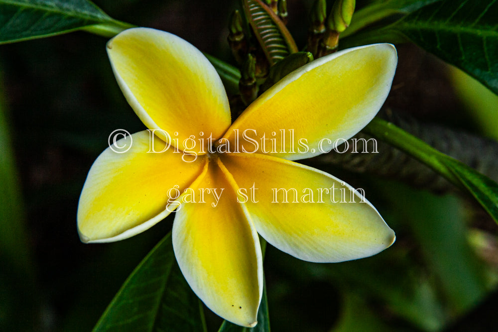 Plumeria Alba Close Up, Digital, Scenery, Flowers