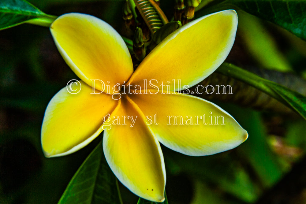 Plumeria Alba Close Up V2, Digital, Scenery, Flowers