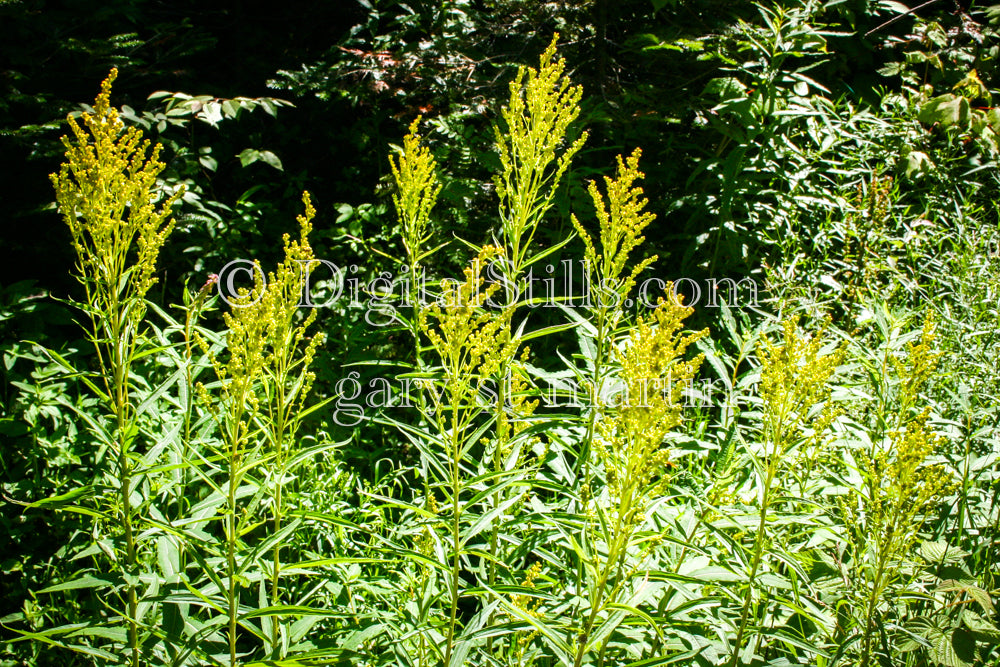 Goldenrod Bush, digital Grand MArais