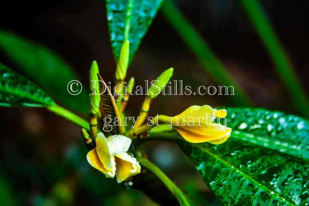 Green Leaves with Blooms, Digital, Scenery, Flowers