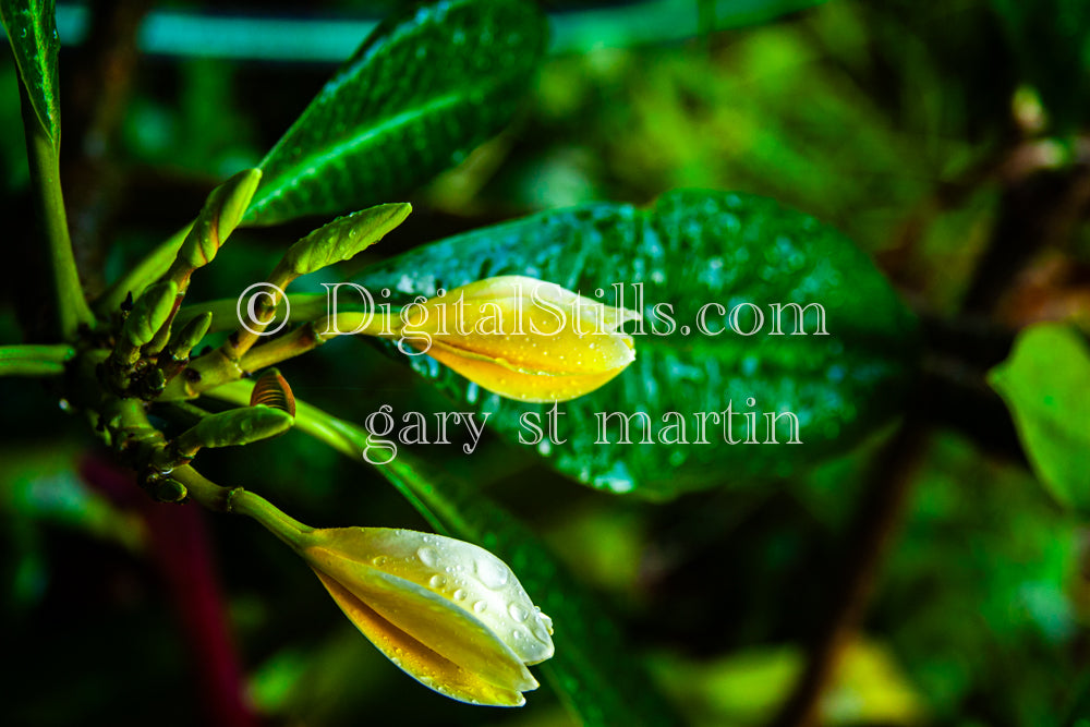 Gardenia Buds and Dewy Leaves, Digital, Scenery, Flowers